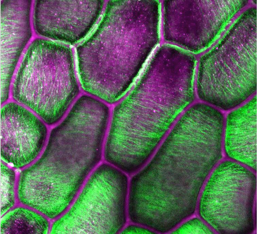 cellulose fibers pictured in green in cells of onion skin peel (credit Edward Wagner)